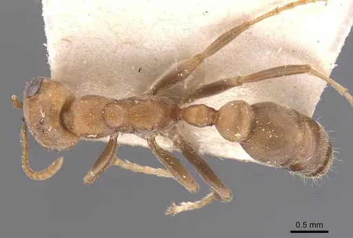 Pseudomyrmex spinicola - CASENT0907564