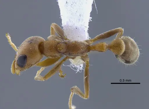 Pseudomyrmex spinicola - CBUMAGENT41761
