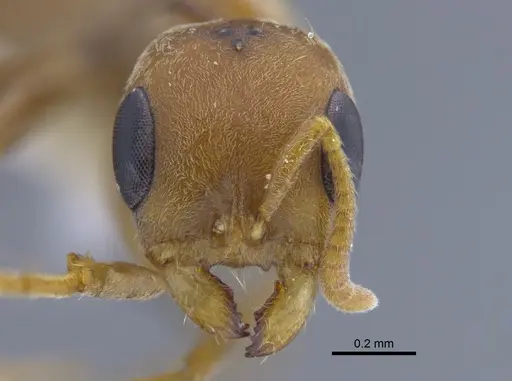 Pseudomyrmex spinicola - CBUMAGENT41761