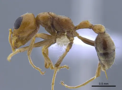 Pseudomyrmex spinicola - CBUMAGENT41761