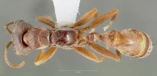 Pseudomyrmex squamifer specimen