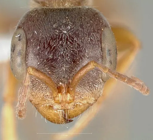 Pseudomyrmex squamifer specimen