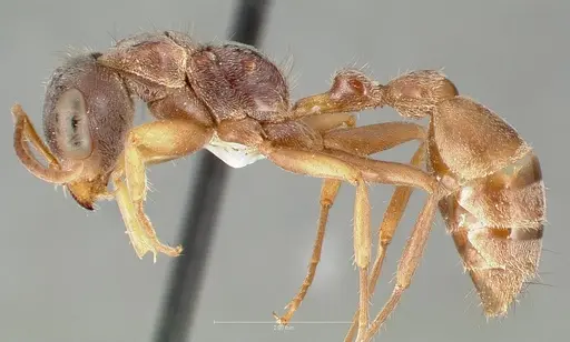 Pseudomyrmex squamifer specimen