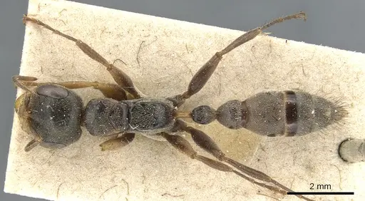 Pseudomyrmex squamifer - CASENT0904045