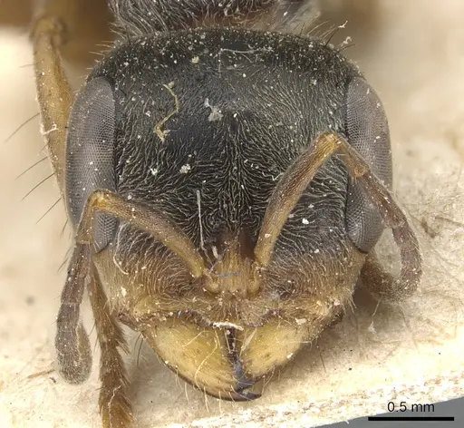 Pseudomyrmex squamifer - CASENT0904045