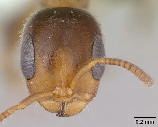 Pseudomyrmex subater specimen