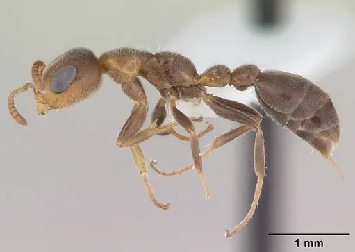 Pseudomyrmex subater specimen