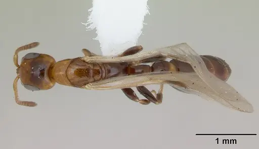 Pseudomyrmex subater - CASENT0173778