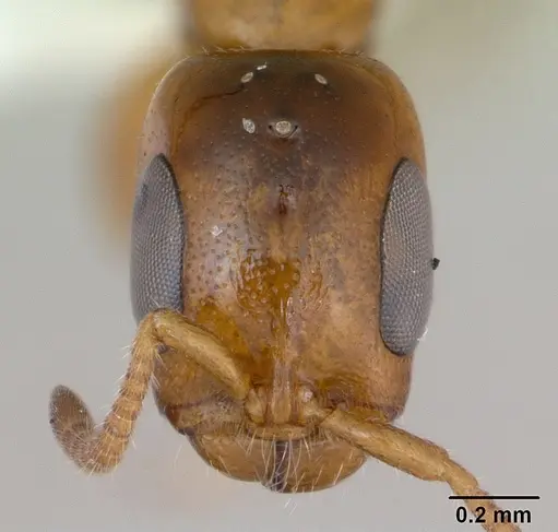 Pseudomyrmex subater - CASENT0173778