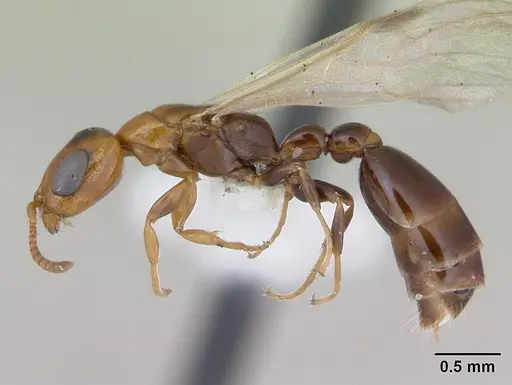 Pseudomyrmex subater - CASENT0173778