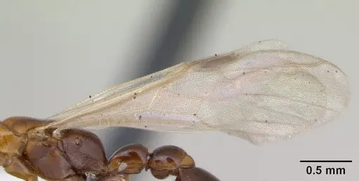 Pseudomyrmex subater - CASENT0173778