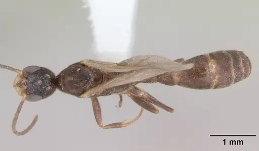 Pseudomyrmex subater - CASENT0173779