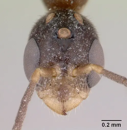 Pseudomyrmex subater - CASENT0173779