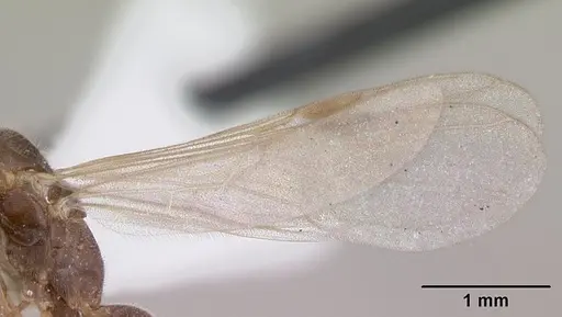 Pseudomyrmex subater - CASENT0173779