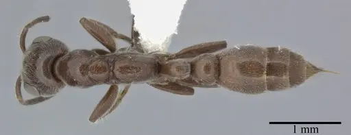 Pseudomyrmex subater - CASENT0246309