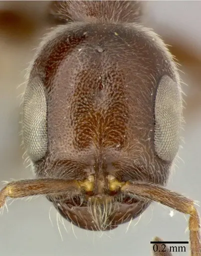 Pseudomyrmex subater - CASENT0246309