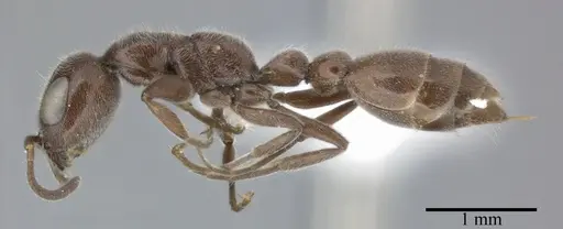Pseudomyrmex subater - CASENT0246309