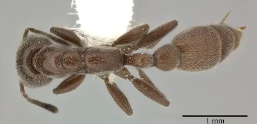 Pseudomyrmex subater - CASENT0246348