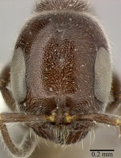 Pseudomyrmex subater - CASENT0246348