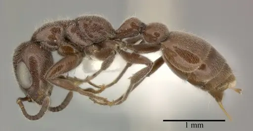 Pseudomyrmex subater - CASENT0246348