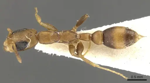 Pseudomyrmex subtilissimus specimen