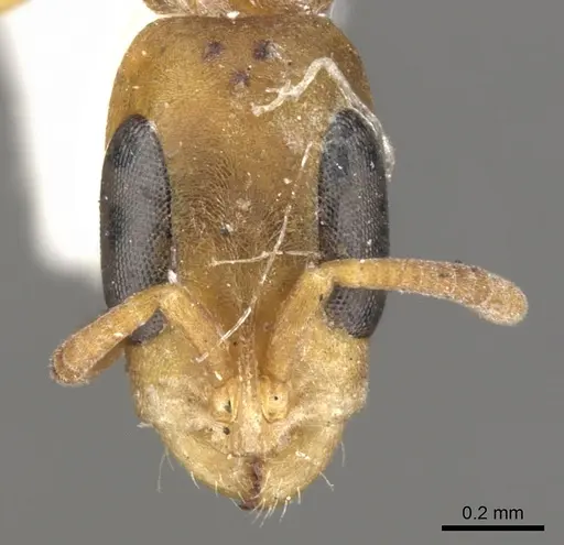 Pseudomyrmex subtilissimus specimen