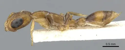 Pseudomyrmex subtilissimus specimen