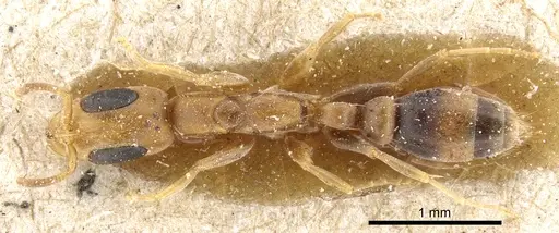 Pseudomyrmex subtilissimus - CASENT0904057