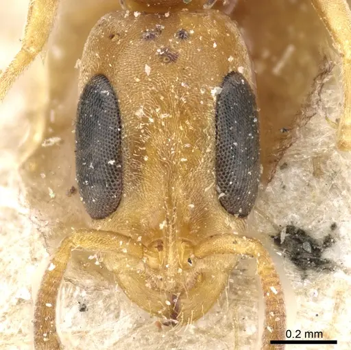 Pseudomyrmex subtilissimus - CASENT0904057