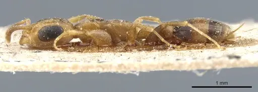 Pseudomyrmex subtilissimus - CASENT0904057