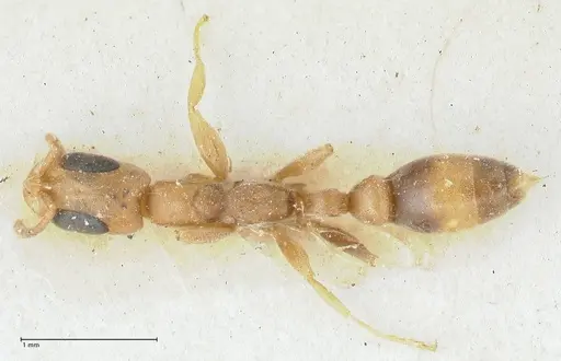 Pseudomyrmex subtilissimus - FOCOL1201
