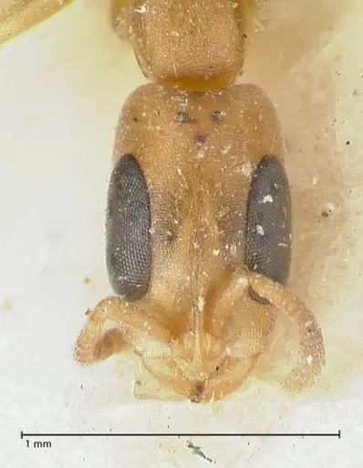 Pseudomyrmex subtilissimus - FOCOL1201