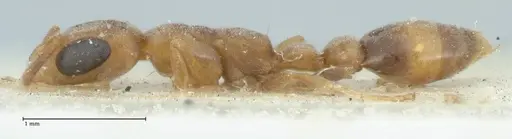Pseudomyrmex subtilissimus - FOCOL1201