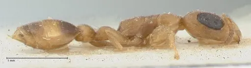 Pseudomyrmex subtilissimus - FOCOL1201