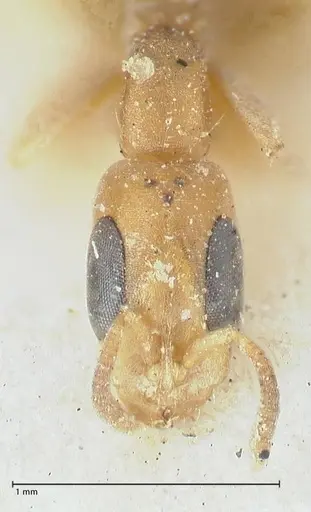 Pseudomyrmex subtilissimus - FOCOL1202