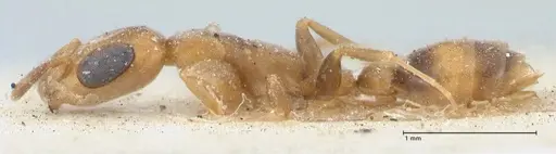 Pseudomyrmex subtilissimus - FOCOL1202