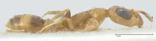 Pseudomyrmex subtilissimus - FOCOL1202