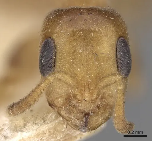 Pseudomyrmex tachigaliae specimen