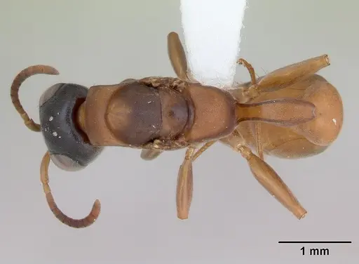 Pseudomyrmex tenuis specimen