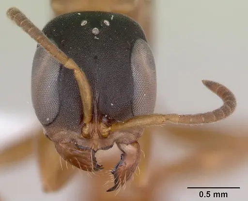 Pseudomyrmex tenuis specimen