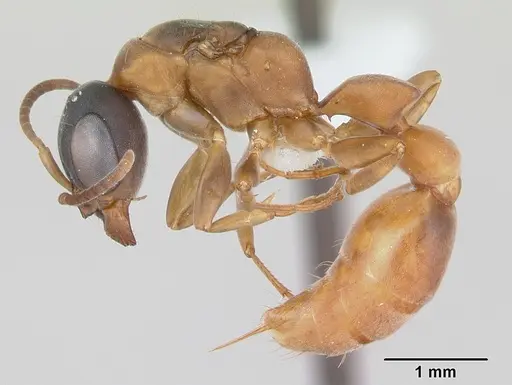 Pseudomyrmex tenuis specimen