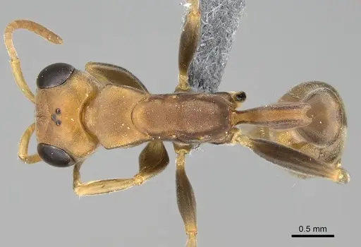 Pseudomyrmex tenuis - CASENT0370935