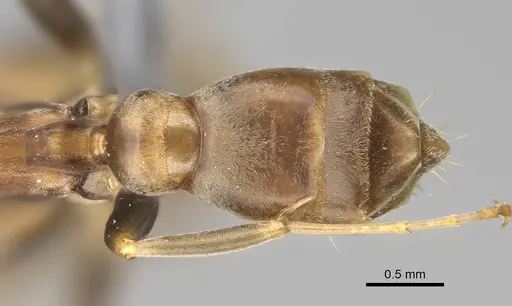Pseudomyrmex tenuis - CASENT0370935