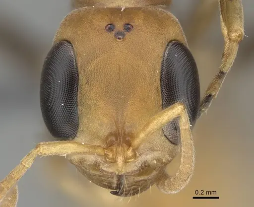 Pseudomyrmex tenuis - CASENT0370935