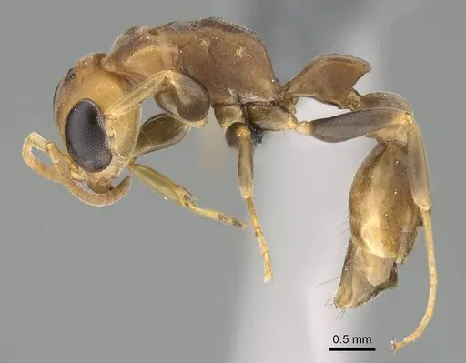 Pseudomyrmex tenuis - CASENT0370935