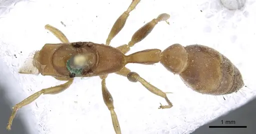Pseudomyrmex tenuis - CASENT0902870