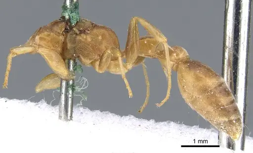 Pseudomyrmex tenuis - CASENT0902870