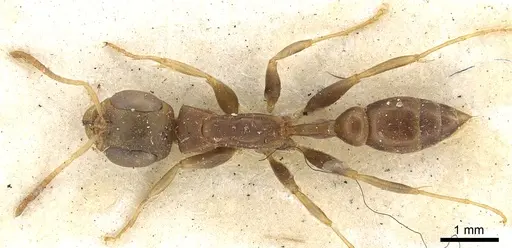 Pseudomyrmex tenuis - CASENT0902871