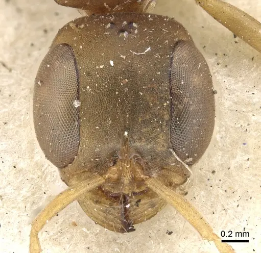 Pseudomyrmex tenuis - CASENT0902871