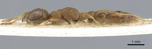 Pseudomyrmex tenuis - CASENT0902871